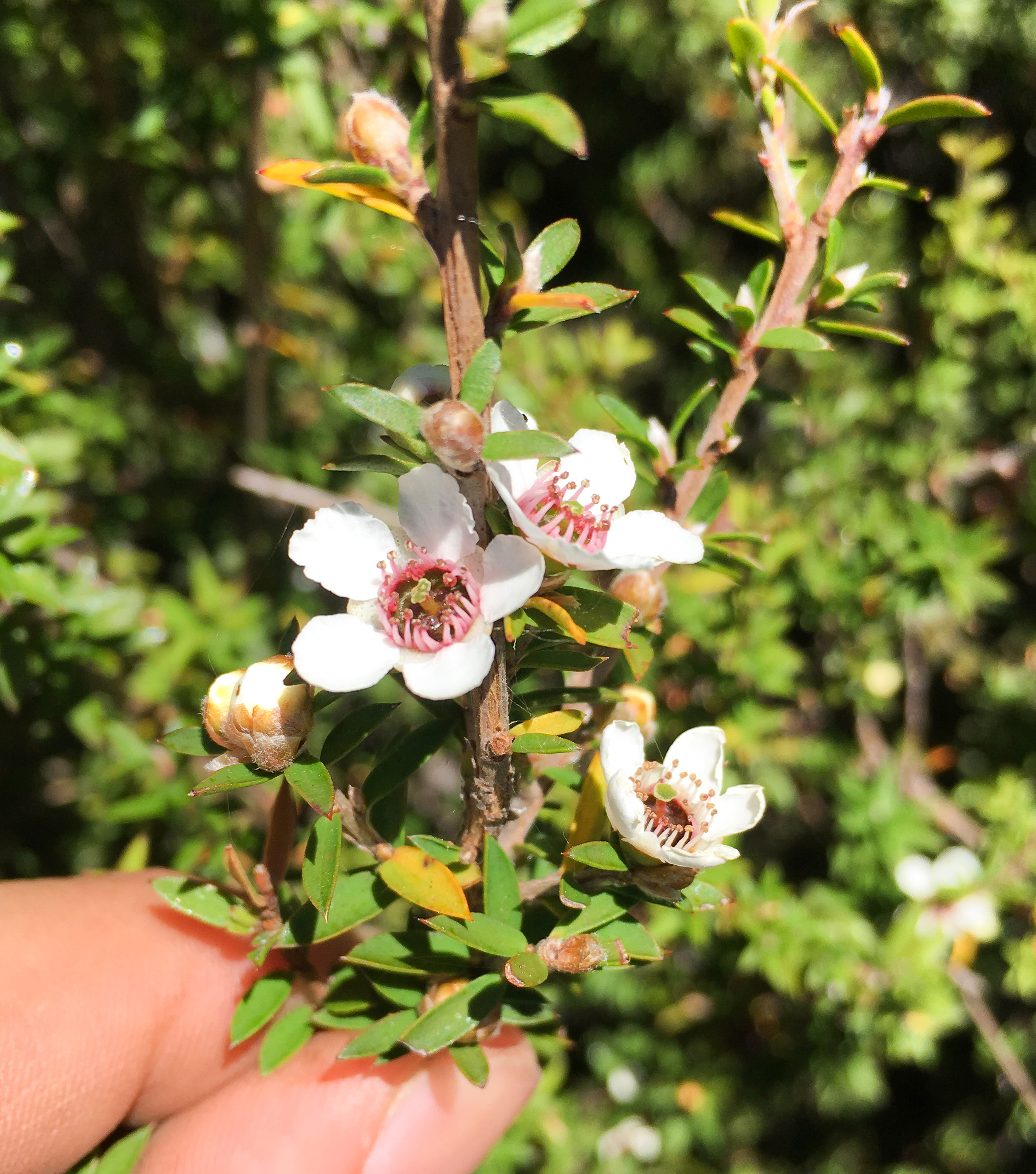 Manuka Blüte
